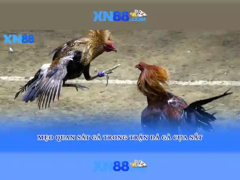xn88: Đánh giá và hướng dẫn chơi an toàn
