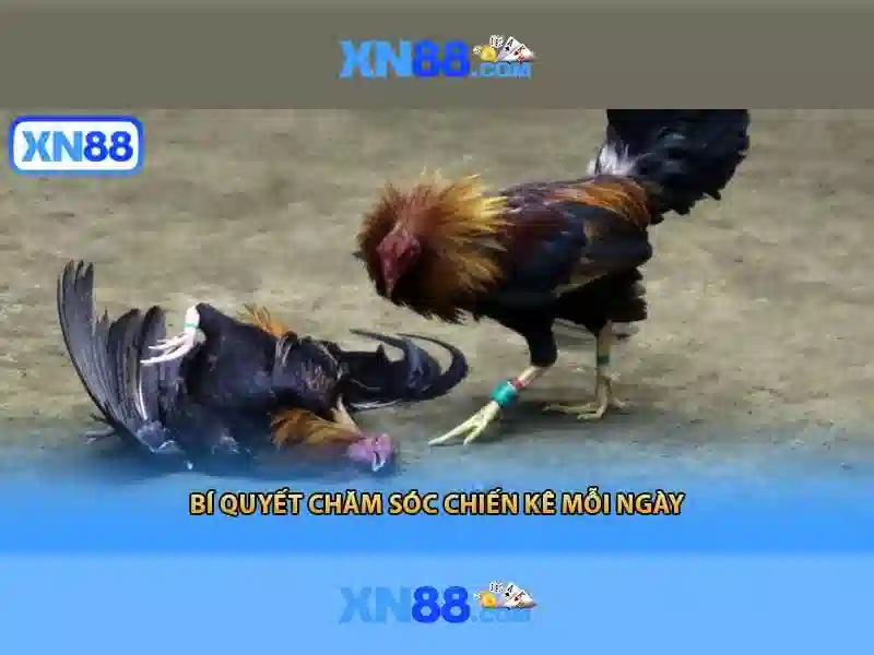 Giới thiệu về xn88