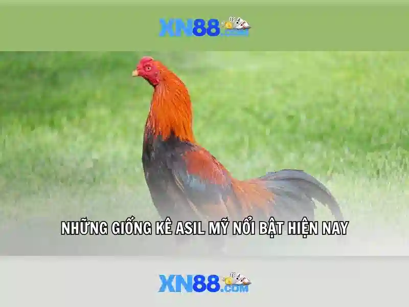 xn88: Giới thiệu và những điều cần biết