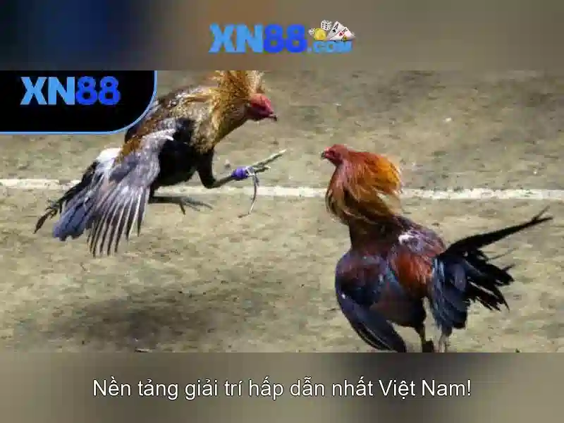 Các tính năng nổi bật