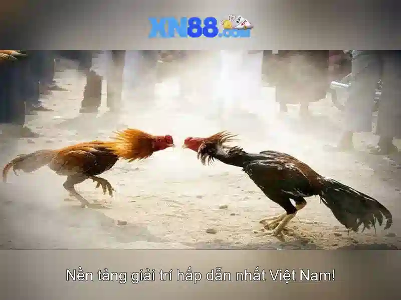 XN88 là gì? Khám phá nền tảng cá cược và giải trí trực tuyến