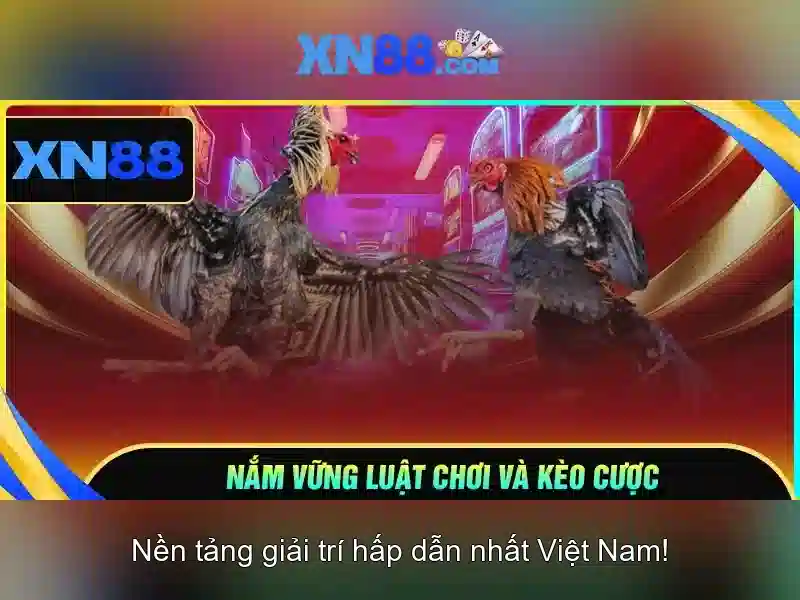 xn88: Những điều về cộng đồng và nền tảng