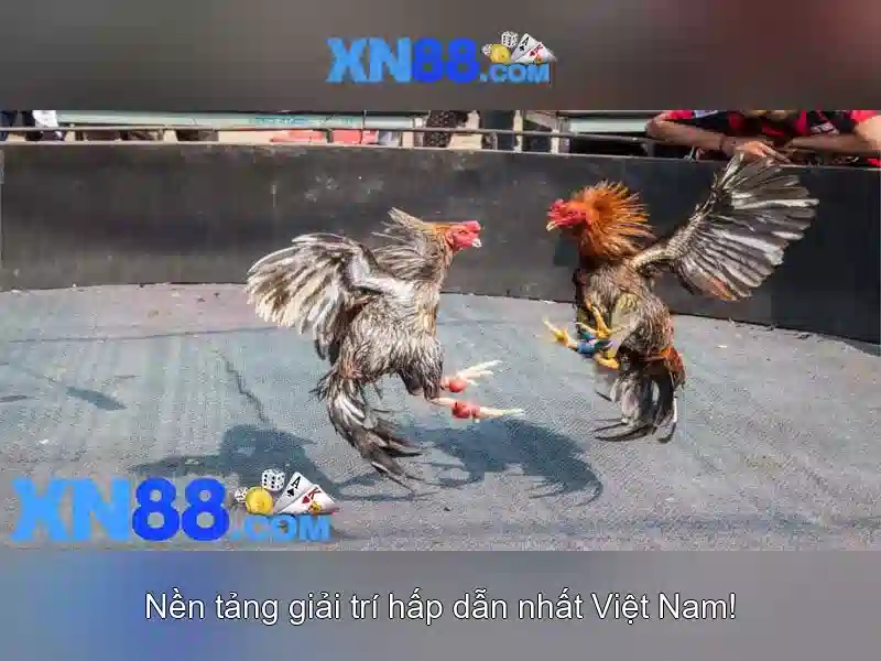 xn88-gioi-thieu